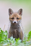 Rotfuchs