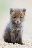 Rotfuchs