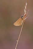 Schwarzköpfiger Dickkopffalter