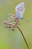 Silbergrüner Bläuling