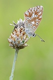 Silbergrüner Bläuling