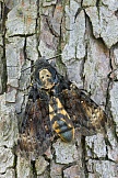 Totenkopfschwärmer