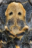 Totenkopfschwärmer