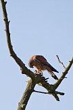 Turmfalke