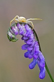 Veränderliche Krabbenspinne