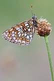 Wachtelweizen-Scheckenfalter