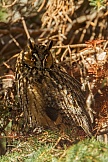 Waldohreule