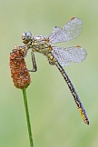 Westliche Keiljungfer