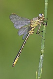Westliche Keiljungfer