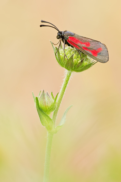 Thymian Widderchen, Zygaena purpuralis
