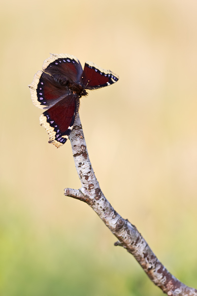 Trauermantel, Nymphalis antiopa