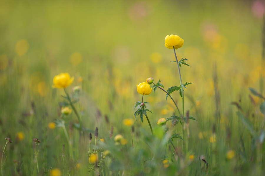 Trollblume, Trollius europaeus