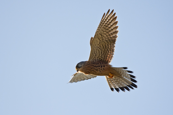 Turmfalke, Falco tinnunculus