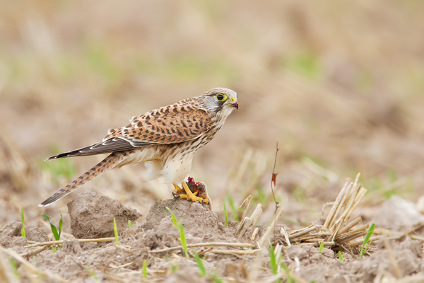 Turmfalke, Falco tinnunculus