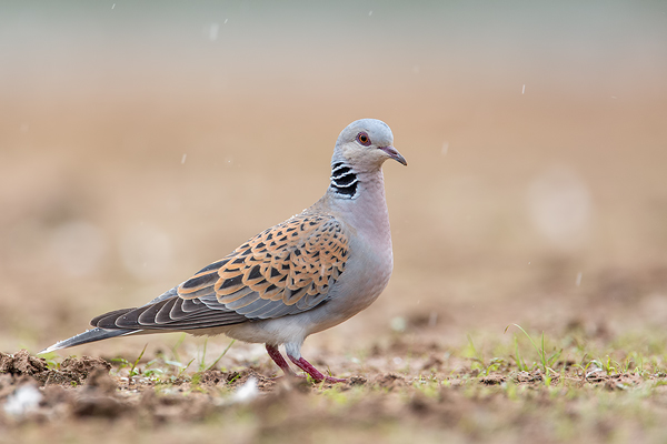 Turteltaube, Streptopelia turtu