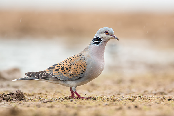 Turteltaube, Streptopelia turtu