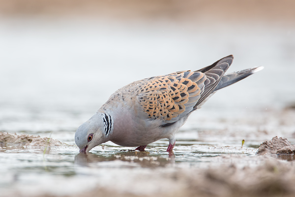 Turteltaube, Streptopelia turtu