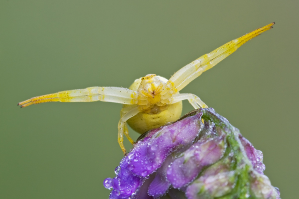 Veränderliche Krabbenspinne, Misumena vatia
