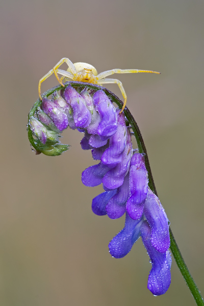 Veränderliche Krabbenspinne, Misumena vatia