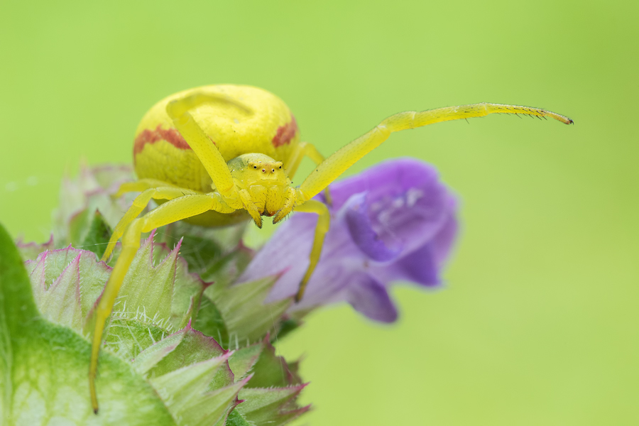 Veränderliche Krabbenspinne, Misumena vatia