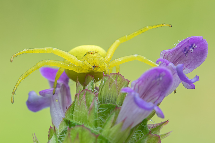 Veränderliche Krabbenspinne, Misumena vatia