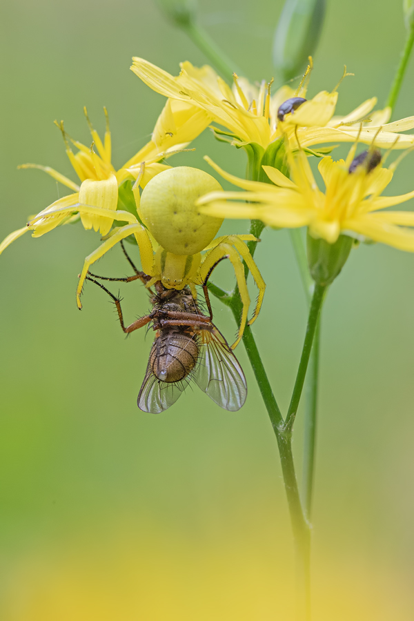 Veränderliche Krabbenspinne, Misumena vatia