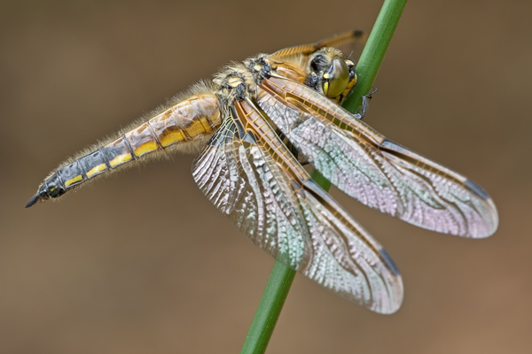 Vierfleck, Libellula quadrimaculata