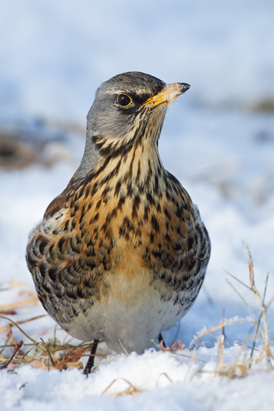 Wacholderdrossel, Turdus pilaris