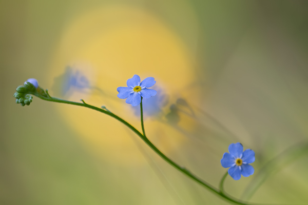 Wald-Vergissmeinnicht, Myosotis sylvatica