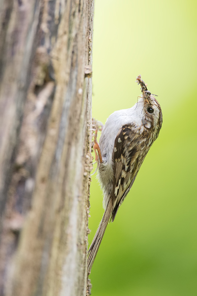 Waldbaumläufer, Certhia familiaris