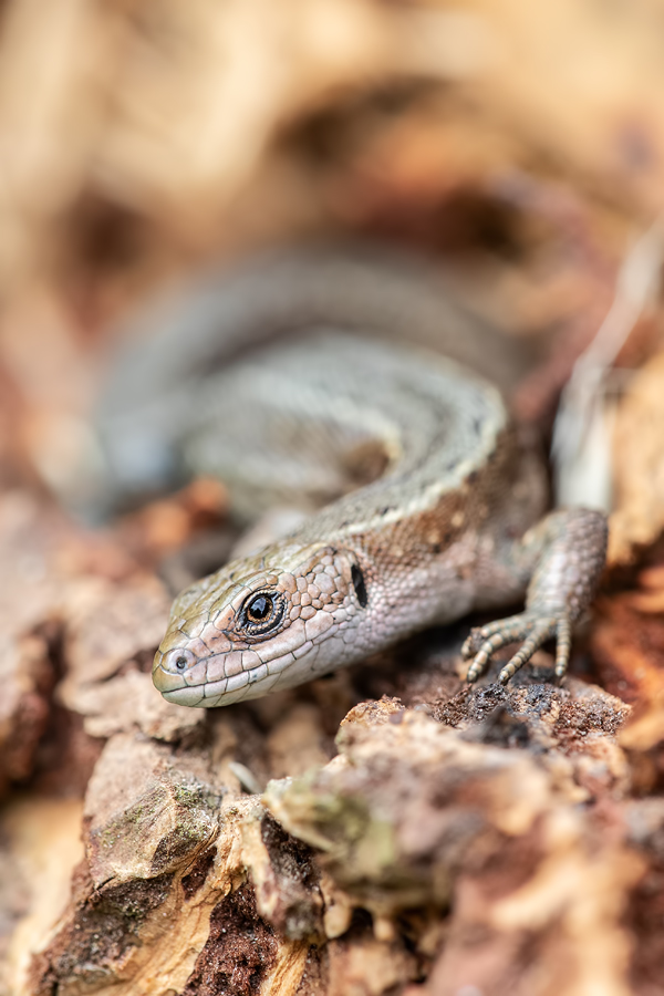Waldeidechse, Zootoca vivipara