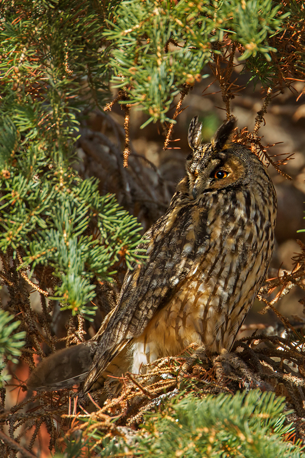 Waldohreule, Asio otus