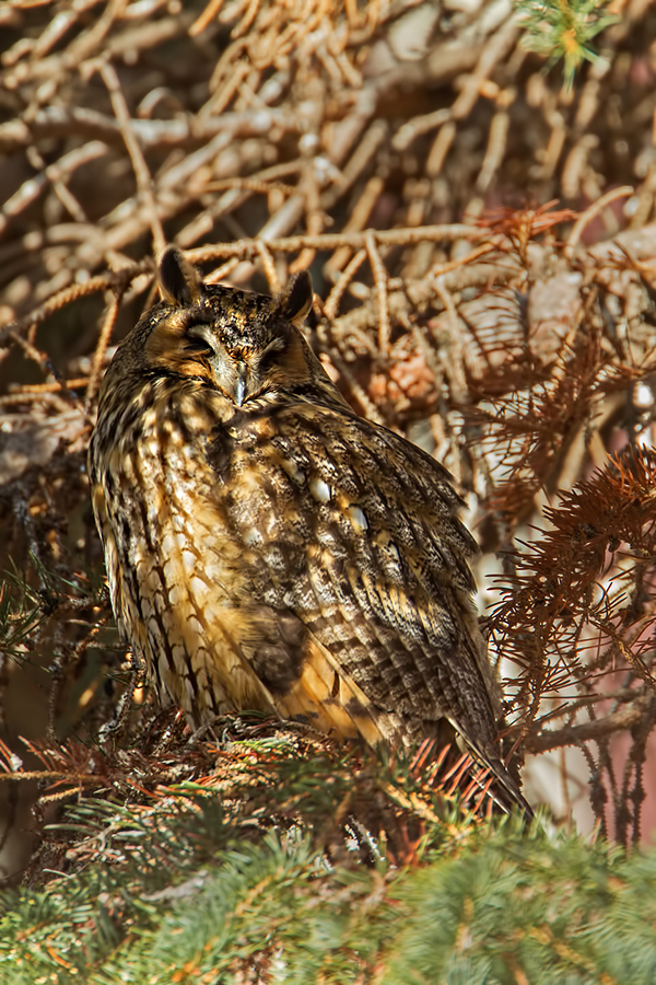 Waldohreule, Asio otus