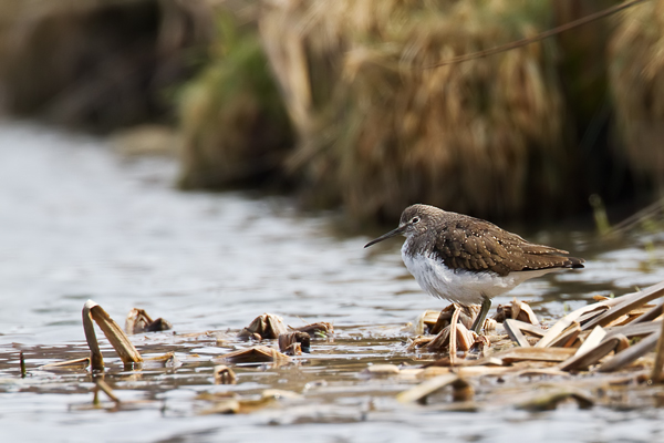 Waldwasserläufer , Tringa ochropus