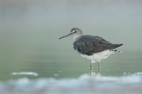 Waldwasserläufer , Tringa ochropus