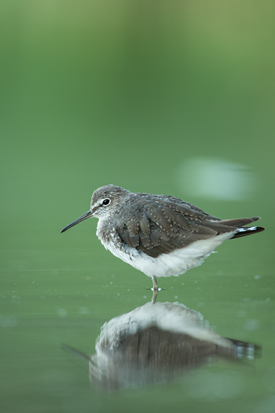 Waldwasserläufer , Tringa ochropus