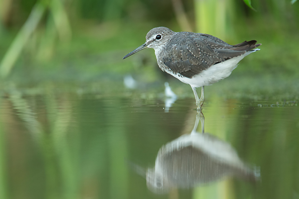 Waldwasserläufer , Tringa ochropus