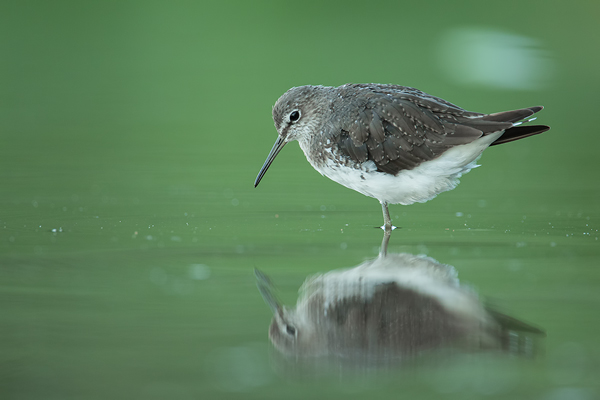 Waldwasserläufer , Tringa ochropus