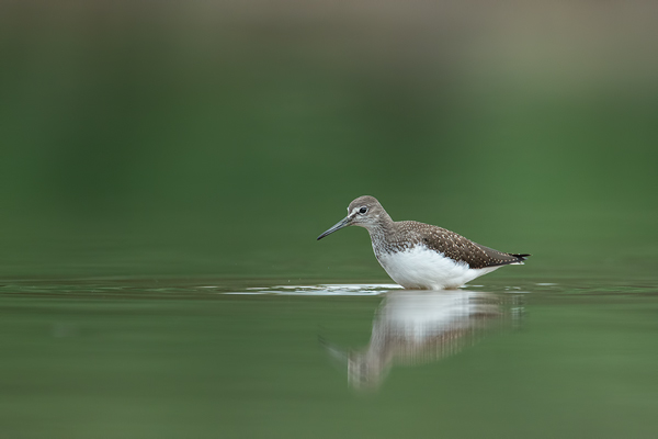 Waldwasserläufer , Tringa ochropus