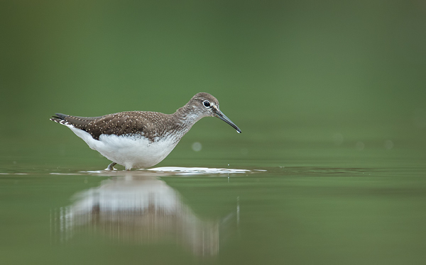 Waldwasserläufer , Tringa ochropus