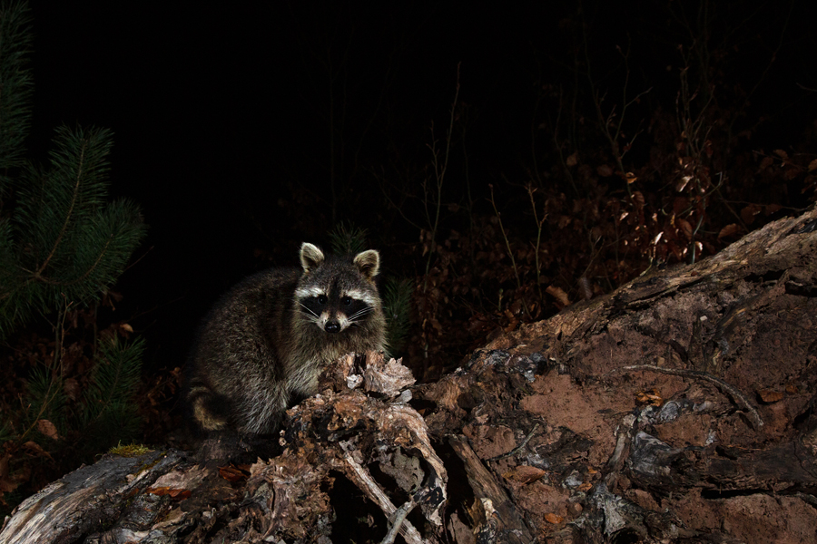 Waschbär, Procyon lotor