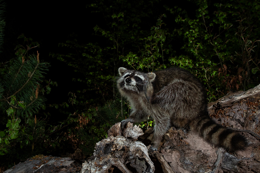 Waschbär, Procyon lotor