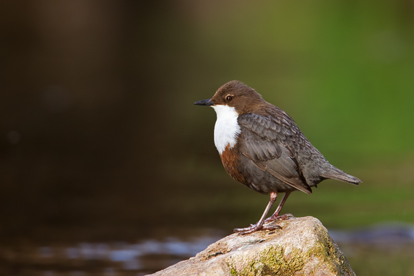 Wasseramsel, Cinclus cinclus