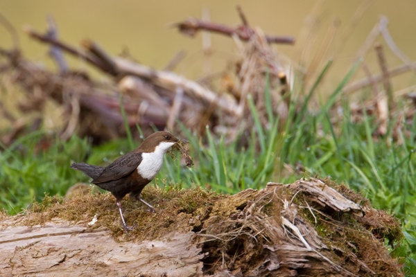 Wasseramsel, Cinclus cinclus