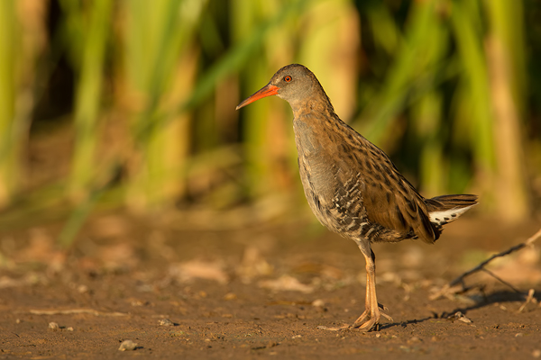 Wasserralle, Rallus aquaticus