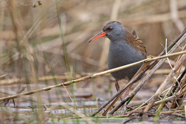 Wasserralle, Rallus aquaticus