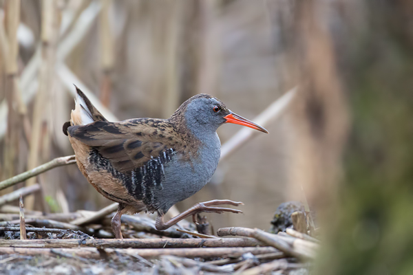 Wasserralle, Rallus aquaticus