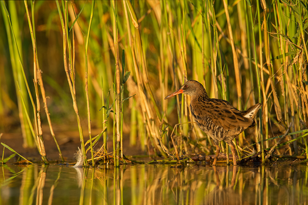 Wasserralle, Rallus aquaticus