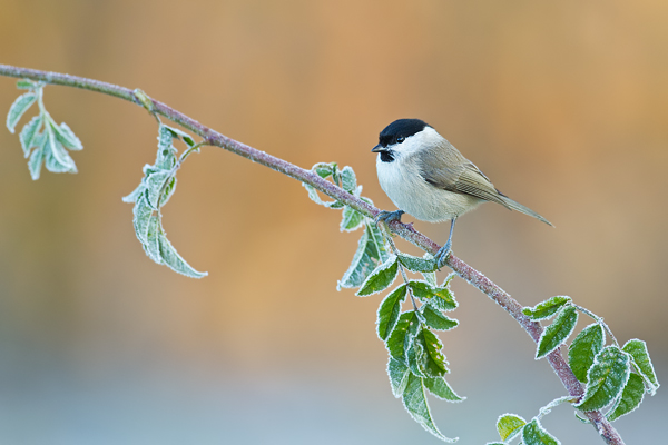 Weidenmeise, Parus montanus