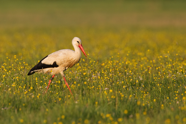 Weißstorch, Ciconia ciconia